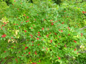 ヒョウタンボク1