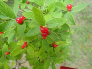 ビョウタンボクの赤い実