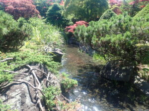 日本庭園の川1