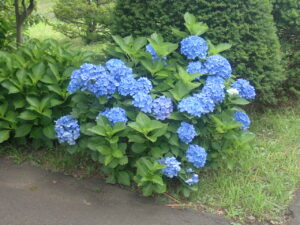 青いアジサイ