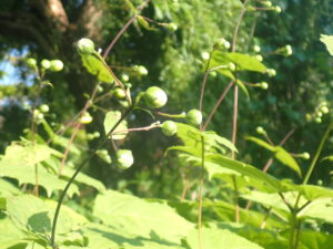 キレンゲショウマ