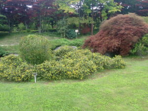 黄色い花のキンロバイ