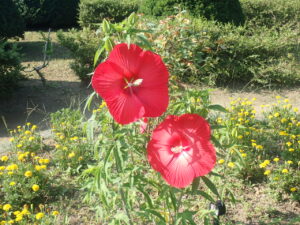 赤い花のタイタンビカス