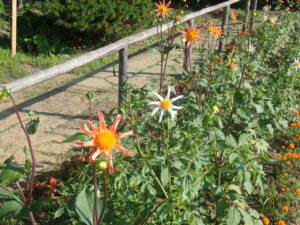 オレンジや白のダリア