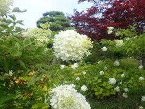 白い花のミナズキ1