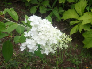 ミナヅキの白い花