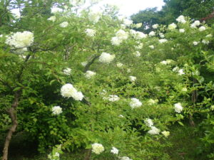 白い花のミナヅキ2