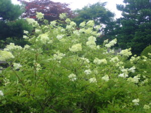 2分咲きのミナヅキ