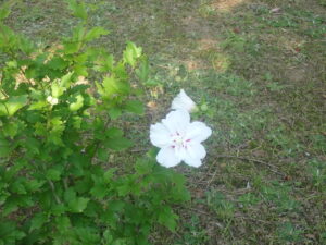 白いムクゲ
