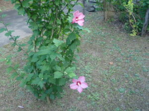 ピンクのムクゲ