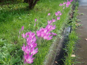 ピンクのイヌサスラン