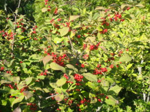 赤い果実のウメモドキ