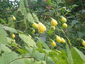 黄色い花のキレンゲショウマ1