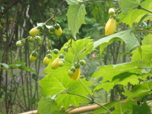 黄色いキレンゲショウマ