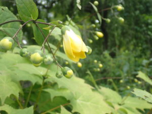 黄色い花のキレンゲショウマ1