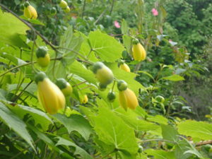 黄色い花のキレンゲショウマ2