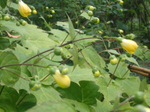 黄色い花のキレンゲショウマ2