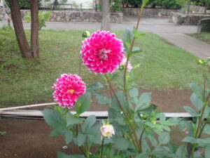 赤い花のダリア1