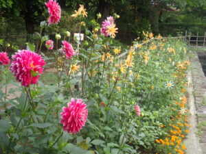 赤やオレンジ色のダリア