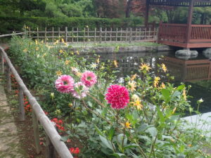 赤や黄色のダリア