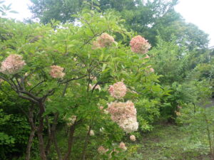 ピンクの花のミナヅキ2