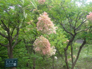 ピンクの花のミナヅキ1