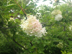 ピンク色になり始めたミナヅキ1