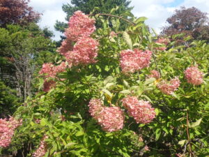 ピンクのミナヅキ