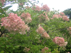 ピンク色のミナヅキ