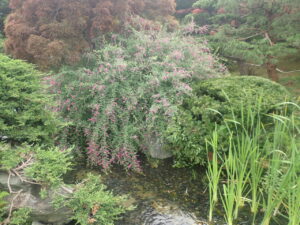 赤い花のミヤギノハギ