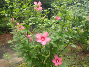 赤い花のムクゲ