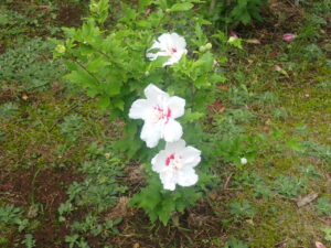 白い花のムクゲ