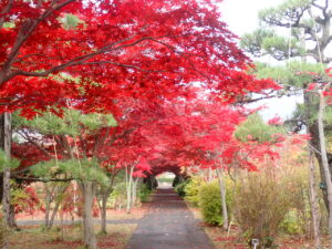 紅葉並木2