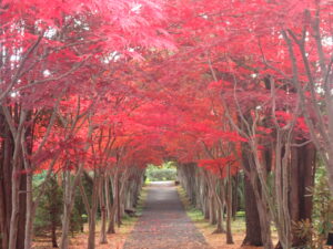 紅葉並木1