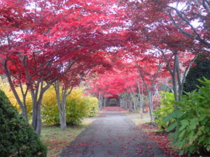 紅葉並木1