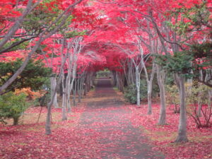 紅葉並木2