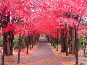 紅葉並木