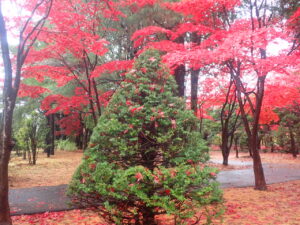 オンコに落ち葉