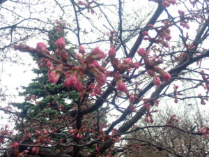 ピンク色の蕾のエゾヤマザクラ