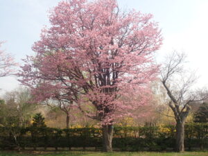 エゾヤマザクラ