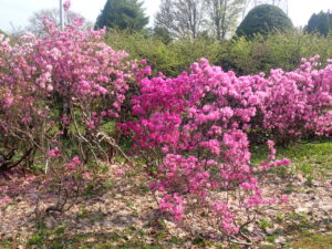 エゾムラサキツツジ