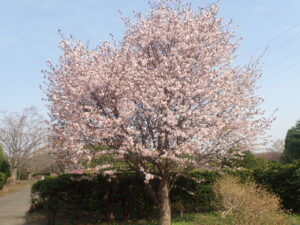 淡いピンクのミネザクラ