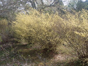 黄色いし花のトサミズキ