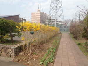 黄色いレンギョウ