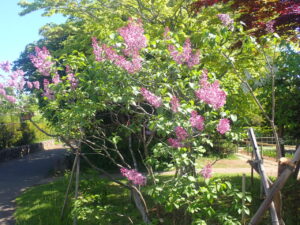 紫のライラック