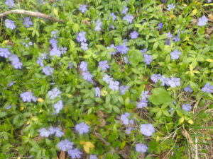 ヒメツルニチソウ