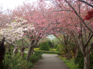 サクラのトンネル