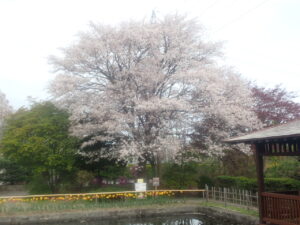日本庭園のエゾヤマザクラ