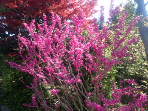 ピンクの花のハナズオウ