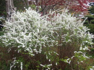 白い花のユキヤナギ
